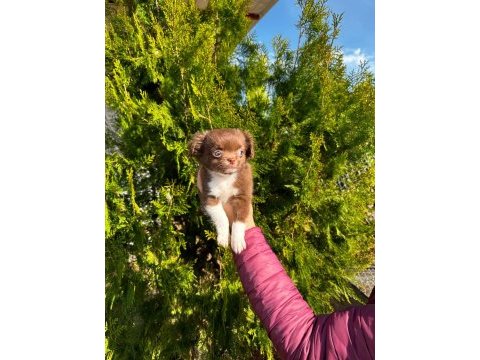 Şivava köpeklerimiz