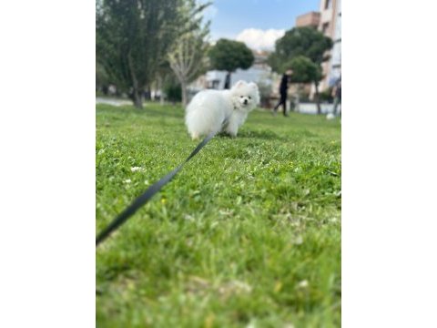 Yavrumuz eğitimlidir pomeranian boo