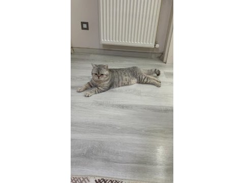 Çok evcil olan british oğlumu sahiplendirmek istiyorum
