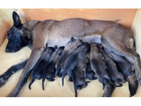 Safkan malinois yavrular