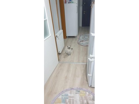 Scottish fold