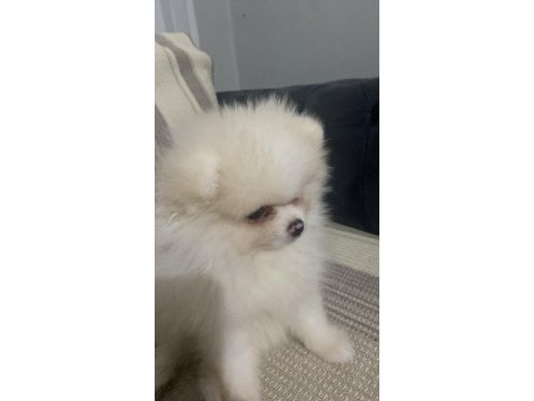 Pomeranian bo ayı surat