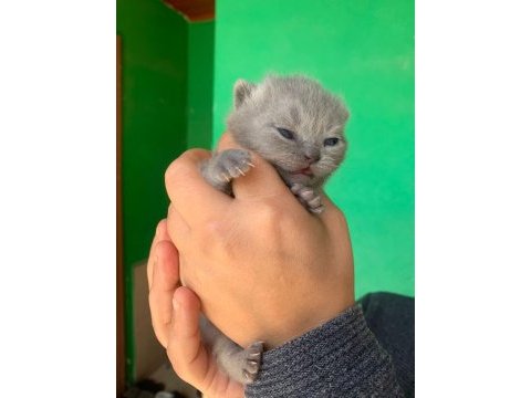 Scottish fold yavrularımız