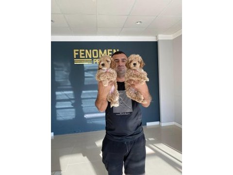 Wc egitimli maltipoo yavrularımız dişi erkek