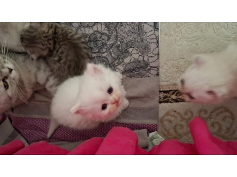 Pofuduk tomyy ballı lokma tatlısı kedimiz