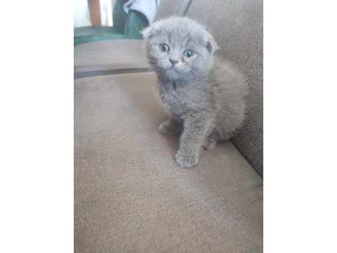 44 günlük scottish fold yavrular