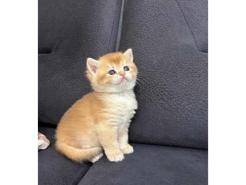 British shorthair golden ny 12