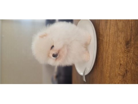 Show kalite pomeranian boo