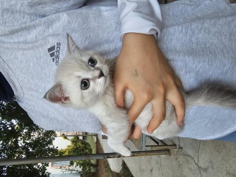 Blue point british shorthair yavrumuz yeni yuvasını arıyor