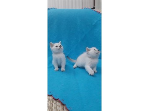 Blue point british shorthair şekerler