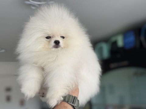 Tea cup kar beyaz pomeranian yavrumuz