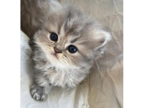 Biblo surat british longhair