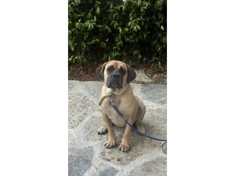 Kırma boxer bull mastif kısır çipli dişi 2 yaşında