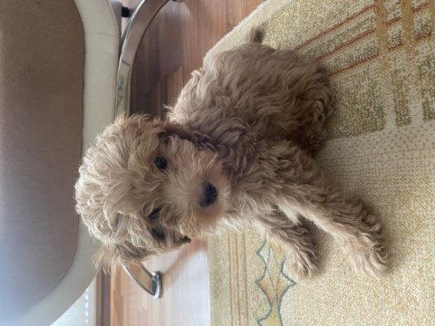 Yavru erkek toy poodle uygun acil