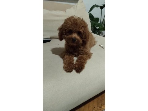 Acil toy poodle istanbul anadolu yakası