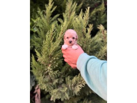 Maltipoo yavrularımızı canlı görerek alabilirsiniz