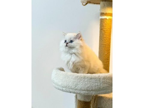 British longhair pamuk sekerler