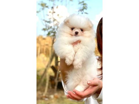 Üst düzey pomeranıan boo