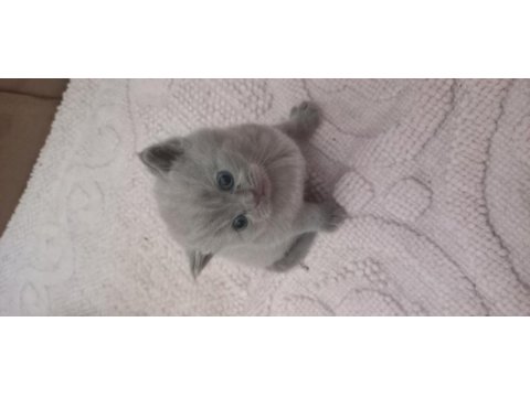 Scottish straight ve scottish fold yavrular