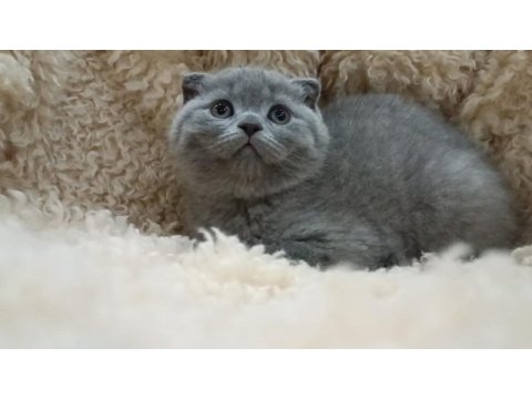 Orjinal scottish fold top kafa erkek yavru