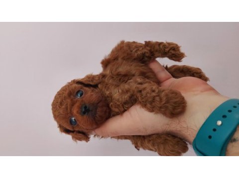 Kore bebekler 2 erkek bir dişi poodle