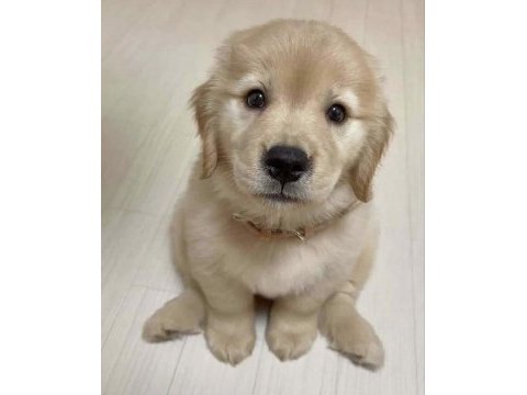Sağlık ve ırk garantili oyuncu golden retriever köpekler