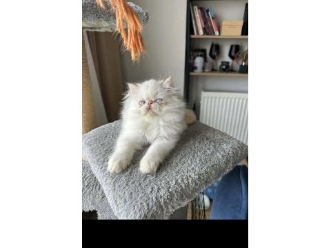 İran persian ( show kalite )