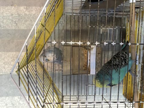 Eşe hazır show jumbo muhabbet kuşları