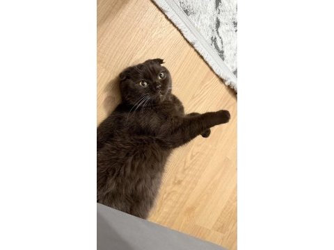 Erkek scottish fold kedime dişi kedi arıyoruz
