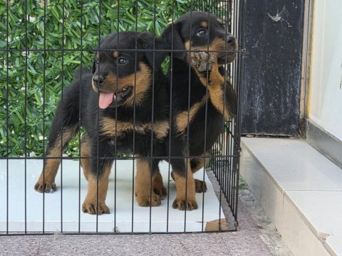 A kalite erkek rottweiler yavrularımız