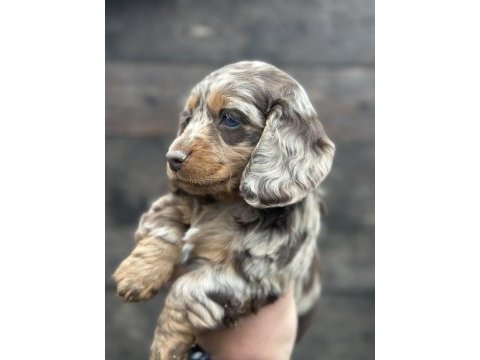Dachshund bebekler tüm güzelliğiyle