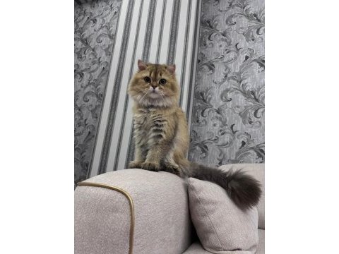 13 aylık kedimizi sahiplendiriyoruz