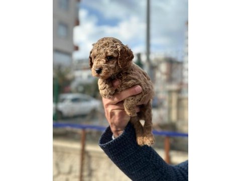 Poodle bebekler