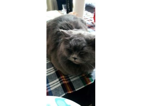 1.5 yaşında erkek british longhair