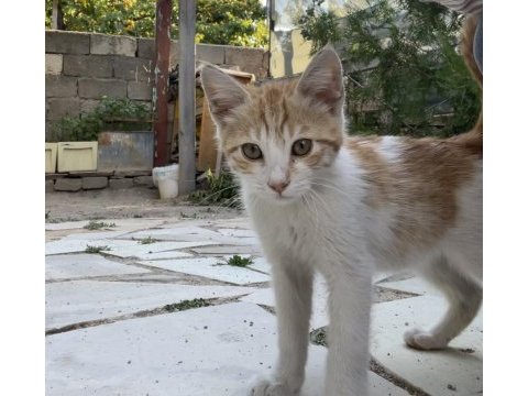 2,5 aylık erkek sarman çok sıcakkanlı