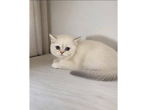 British shorthair mükemmel bebeklerim