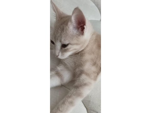 Yakışıklı erkek kedimize sevgi dolu yuva arıyoruz