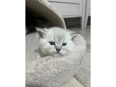 British shorthair erkek yavrular