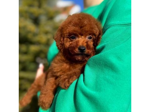 Toy poodle erkek yavrumuz