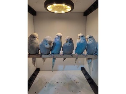 Show jumbo dişi muhabbet kuşu yavrular çok uyguna