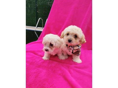 Yavru maltipoo köpeği