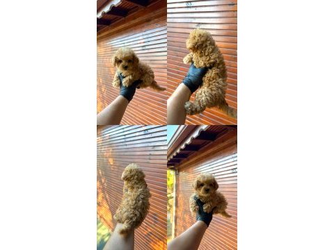 Kore poodle üst düzey poodle yavrusu yeni yuvasını arıyor