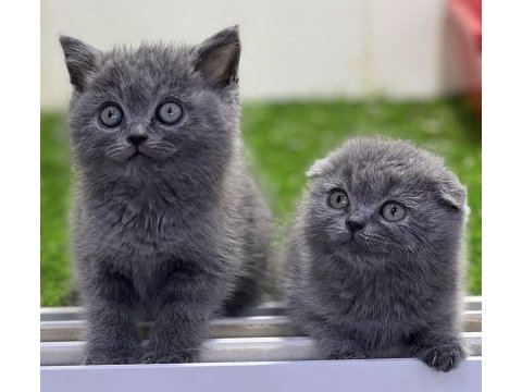 British shorthair & scottish fold yavrularımız 