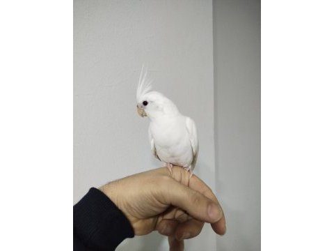 Yeni yeme düşmüş albino kırmızı göz sultanlar