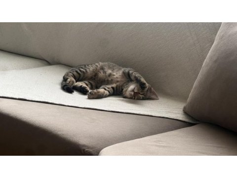 Minik tekir kızımıza yuva arıyoruz