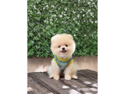 Orjinal sptiz olmayan pomeranian boo çocuklar