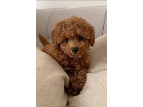 Kaliteli toy poodle