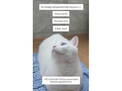 Bu melek kediyi ücretsiz sahiplendirmek istiyoruz