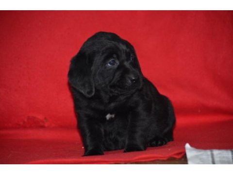 Safkan ırk garantili labrador yavrular