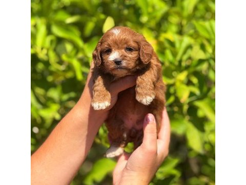 Teslime hazır maltipoo cinsi köpekler